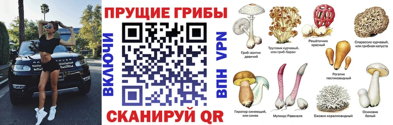 kraken tor  Липецк  Псилоцибиновые грибы прущие грибы 